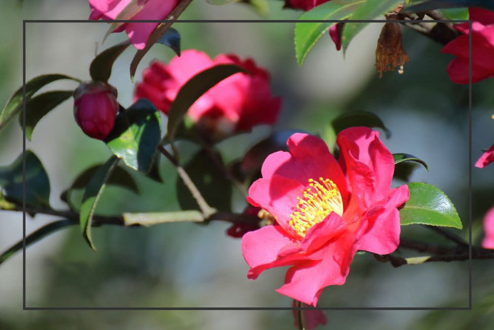 歌謡曲レコードの買取相場とは？有名歌手の名盤や、高く売るコツもご紹介