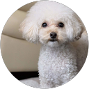 koyu o profile picture